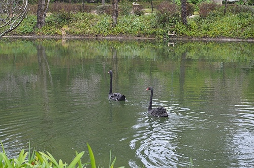 79951 1f115d95 09cb 48e7 a029 47780306db7f cisnes