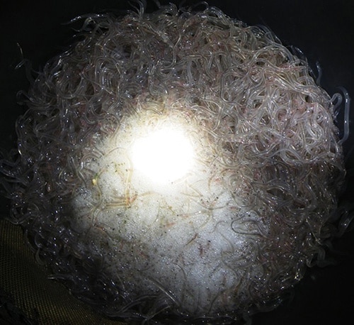 80255 97d4cf1b 4fdd 4f25 8eb0 27b5b7c84862 enguias