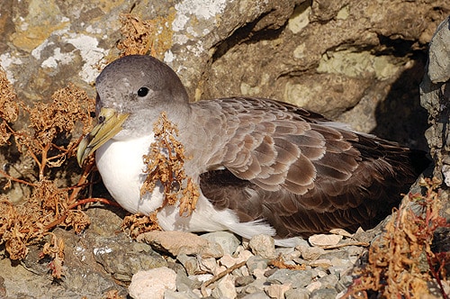 82457 77c19cf2 f1f3 4288 bccd 8803e107ea1c cagarra 82457 77c19cf2 f1f3 4288 bccd 8803e107ea1c cagarra