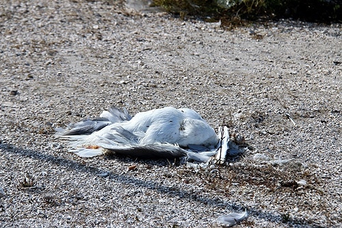 82723 1ed05bdd a6f7 42cc 80f5 a412fd8cc55f gaivotas 82723 1ed05bdd a6f7 42cc 80f5 a412fd8cc55f gaivotas