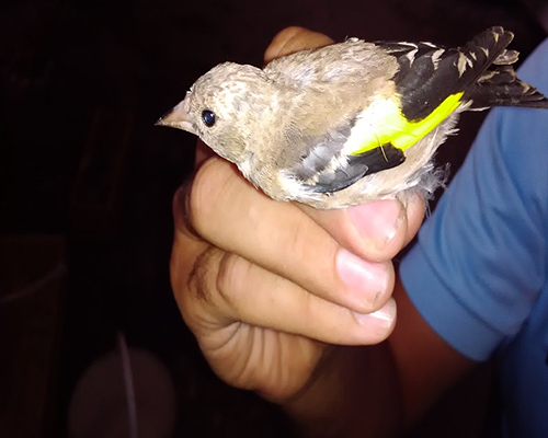 82725 bcd1b04b d1b6 4a26 8454 2db036627c87 pintassilgos