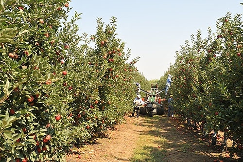 82856 d0be75c5 0dcd 4177 9d26 8700ca3cb2cc maca 1 82856 d0be75c5 0dcd 4177 9d26 8700ca3cb2cc maca 1