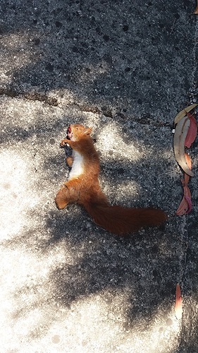 83012 27c19416 1d81 4f43 955c d21d6ba73127 esquilo vermelho