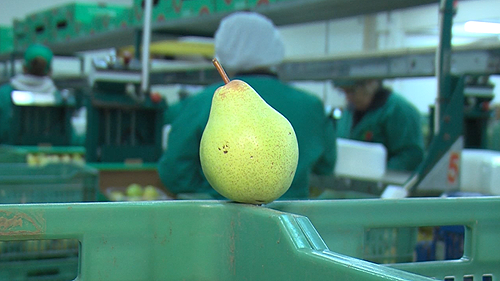 84237 0dd2b974 1431 4521 bcc9 b4a54cfa37f5 pera