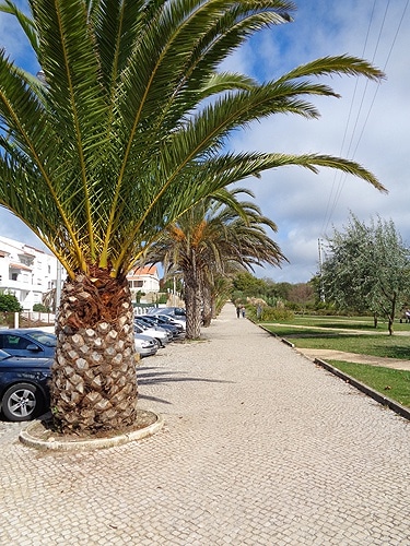 84271 45e3438c a4fe 4aba 91a8 aa2c13004d07 palmeiras