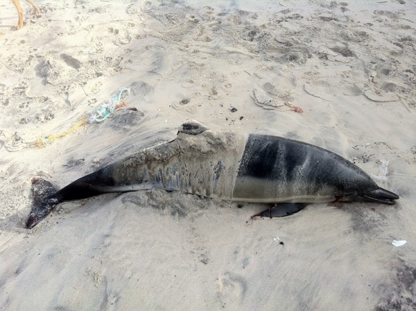 102539 6443e6a7 d50b 498a acfa 48ac97aa263c 370ef6dc 5c3a 4bd8 9d6d 88a46fd81e08 golfinhos1