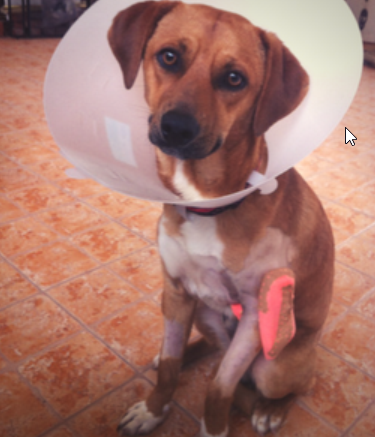 102975 c8641b88 ec59 4d6c b991 e358d0f1f5bd dbf2dde7 93ce 4c6b b75b 25429b4309a8 cirurgia 102975 c8641b88 ec59 4d6c b991 e358d0f1f5bd dbf2dde7 93ce 4c6b b75b 25429b4309a8 cirurgia