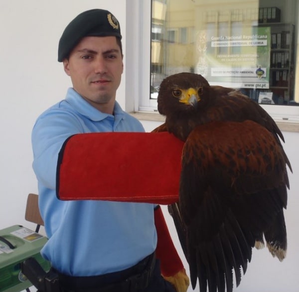 103699 355ec644 afd3 4d13 abef 69b0098f4e7f a3af5bd7 30c5 4b35 b067 d1e9b897bd48 aguia