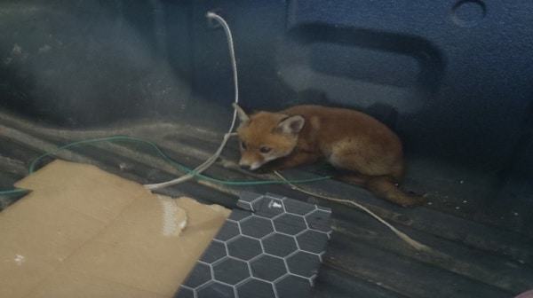 103706 152b2988 5cab 45b0 9ca2 3f8700374c61 202e7111 1e8f 4008 9304 774bda82b461 raposa