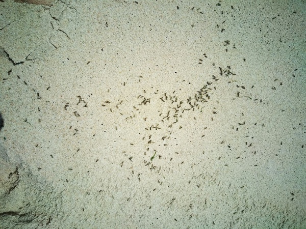 104134 c8895b05 4931 44e4 90fb f1f8dd7eb2aa 118e86a1 1325 4beb 8c98 ea8704bd66c4 moscas