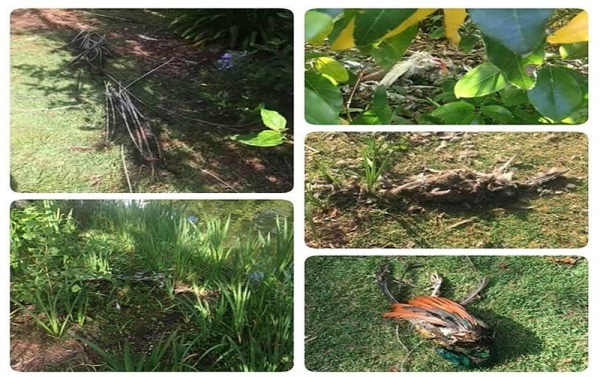 104359 a8ee22dc 7946 48a7 9a21 bf7a09b4d409 b194149f 1aed 45d4 80e6 7277e9f21d2d parque