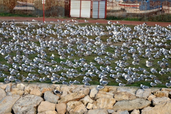 104795 28169333 d7c7 49b9 a354 d1d38f583af9 4bce51e7 e04a 4654 9753 96c7ef668435 gaivotas