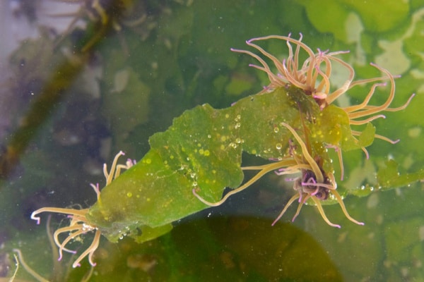 104917 a8ff592f c20e 4566 8e36 03dd12c49a3b 879b335e 4bab 455f 85bc 889890059dcb alforrecas1 104917 a8ff592f c20e 4566 8e36 03dd12c49a3b 879b335e 4bab 455f 85bc 889890059dcb alforrecas1