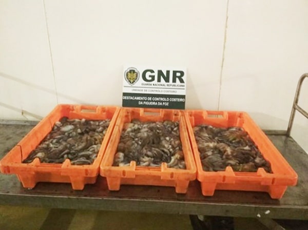 105010 6f73ffe9 92cd 43e7 a1e4 2351f4dba640 9507dc95 4fb0 4412 b081 8f78197963f9 polvo 105010 6f73ffe9 92cd 43e7 a1e4 2351f4dba640 9507dc95 4fb0 4412 b081 8f78197963f9 polvo