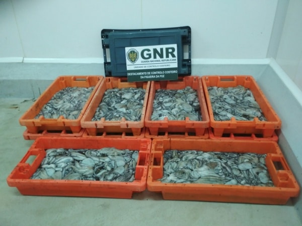 105163 60cdfb69 0302 4779 b8ea 81c0184ea18d 8d1ab467 4e5a 4918 a2b7 c629262734f7 polvo 105163 60cdfb69 0302 4779 b8ea 81c0184ea18d 8d1ab467 4e5a 4918 a2b7 c629262734f7 polvo