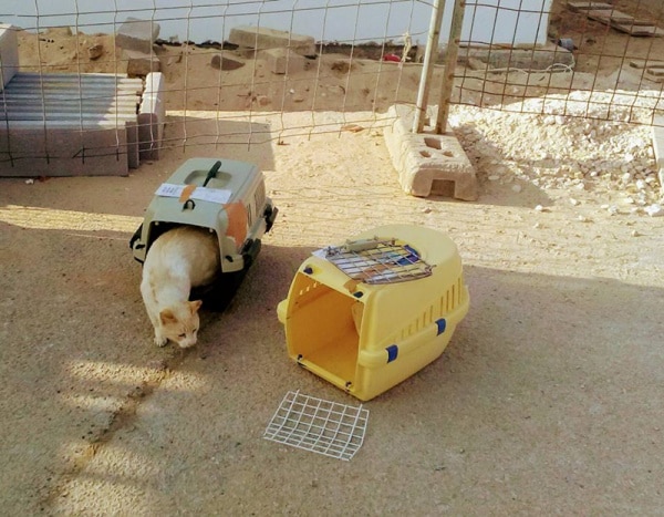 105295 2cc2563a ab94 44d3 ad68 f487bb1b3407 f3d3333e 6e70 4d30 844f 1d3c1d9c2a24 gatos