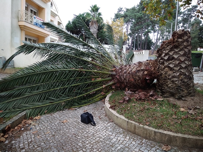 105386-9303fe49-4d79-4e08-af44-0e271ba2029f-bb3c6e8d-e05e-4f2a-b75a-8d33854479e8-palmeira1