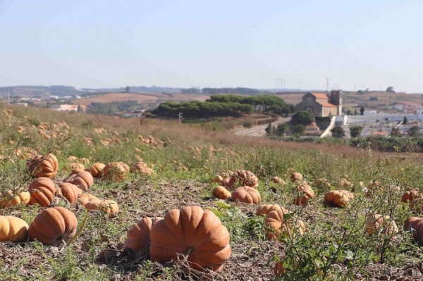 105395 13f2a404 8b71 4783 bd67 d1230a350835 67cc2c38 8607 4f9c af7b 7e8468912a5e abobora