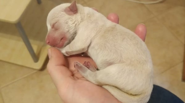 110153 cachorros0 110153 cachorros0