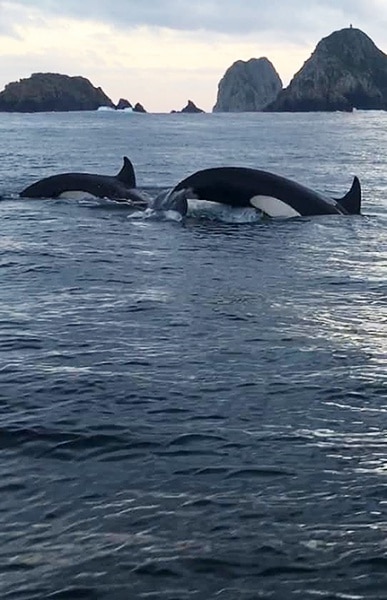 110183 orcas