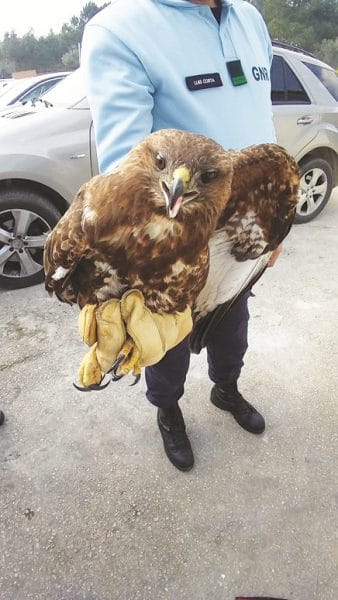 110488 aguia 110488 aguia