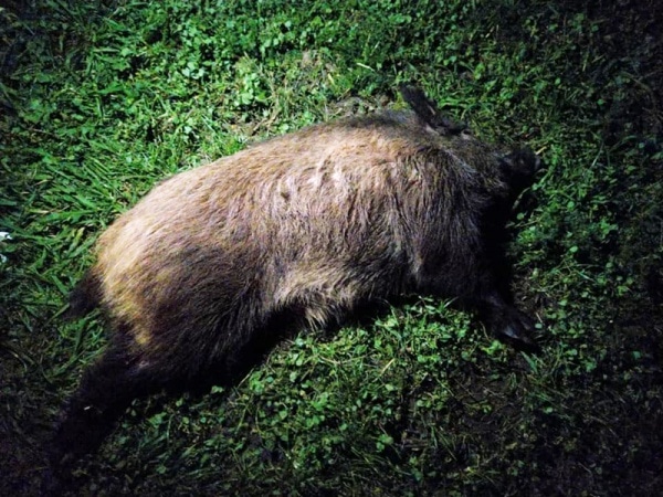 110560 javalis 110560 javalis