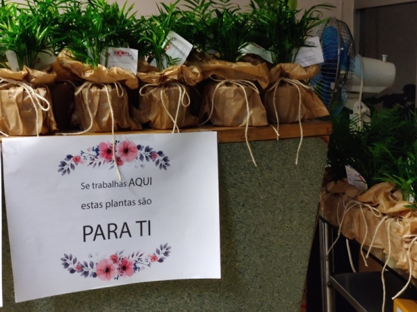 111090 plantas