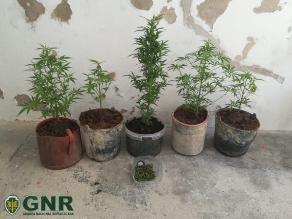 111583 estupefacientes