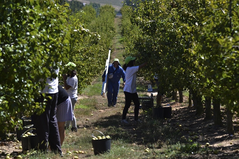 111738 fruticultores 111738 fruticultores