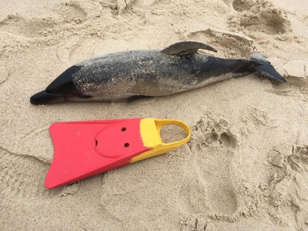 111905 golfinhos 111905 golfinhos