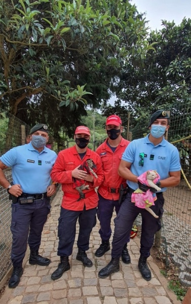 112000 gatos 112000 gatos