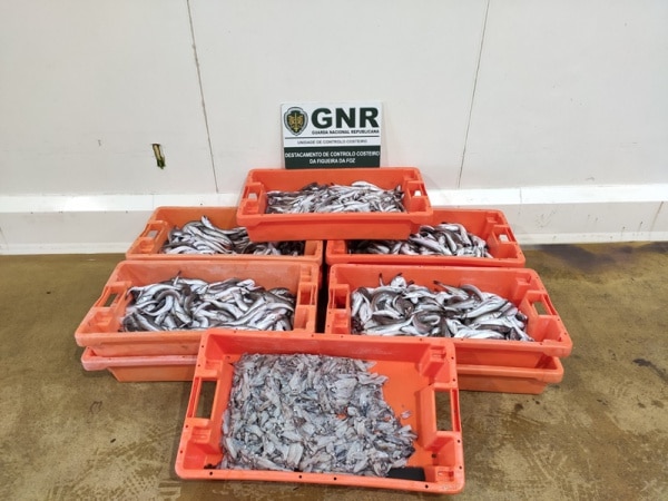 112002 pescado 112002 pescado