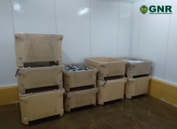 112081 pescado 112081 pescado