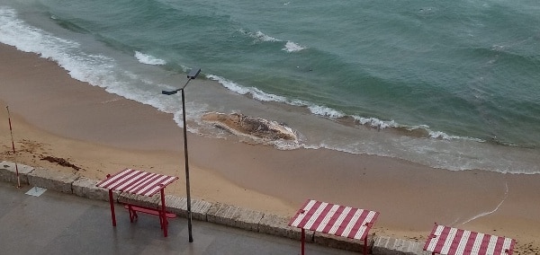 112123 baleia1 112123 baleia1