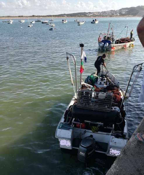 112167 algas 112167 algas