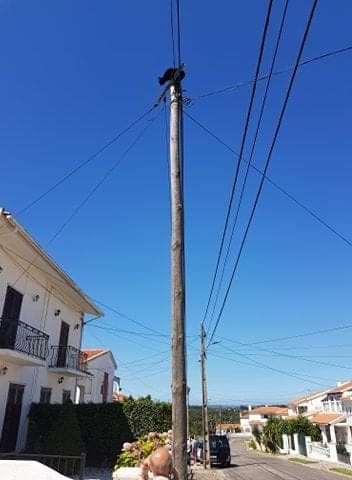 112309 gato1 112309 gato1