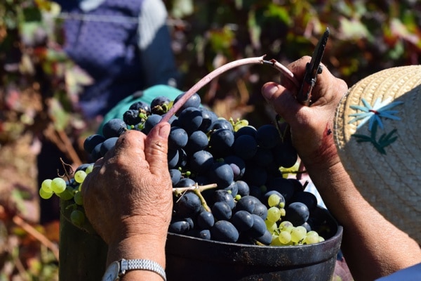 112316 vindimas 112316 vindimas