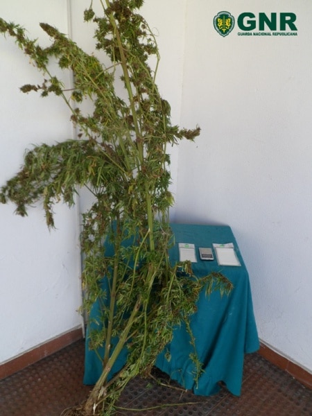 112445 canabis 112445 canabis