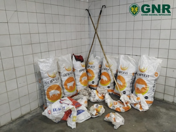 112731 pinhas 112731 pinhas