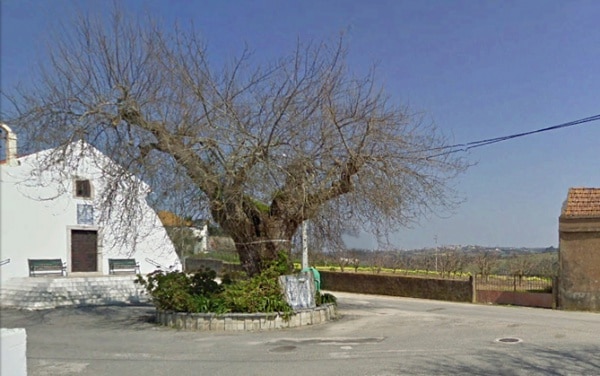 112870 rvore 112870 rvore