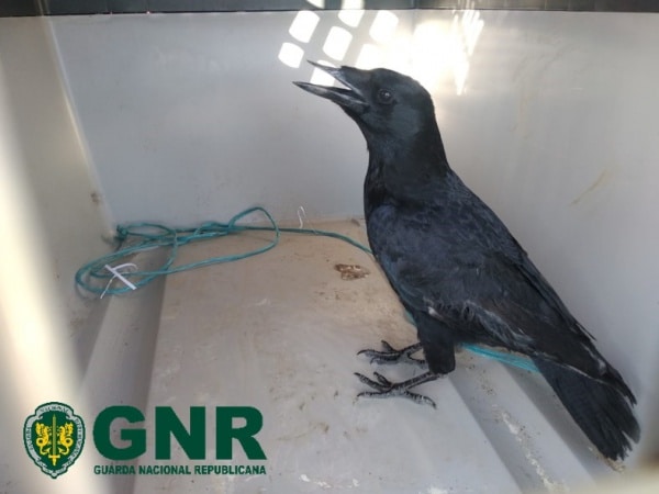 112942 aves 112942 aves