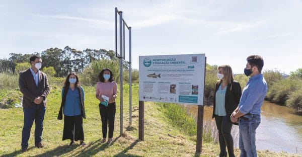 113890 placas 113890 placas