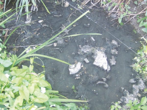 113949 descargas 113949 descargas