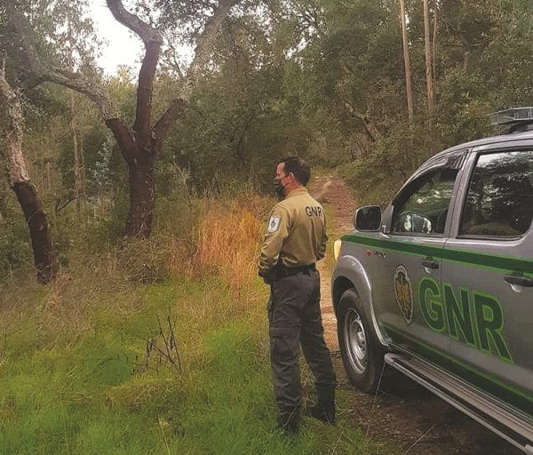 114019 florestas 114019 florestas