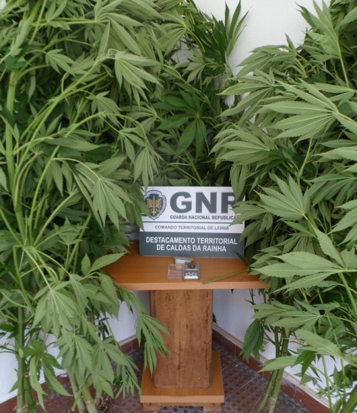 114923 apreenso 114923 apreenso