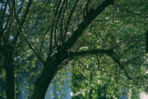 pexels maria orlova 4916460