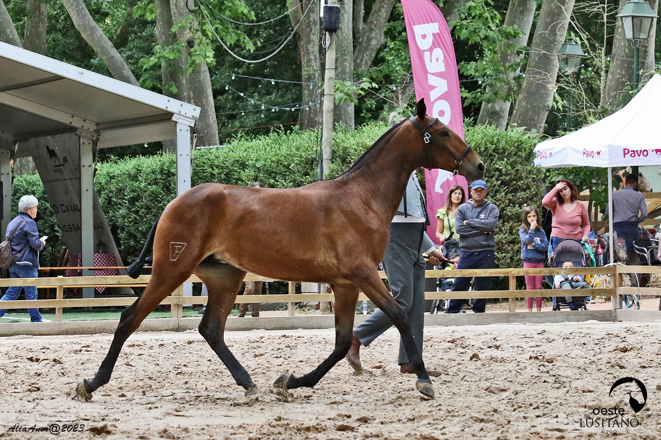 cavalo