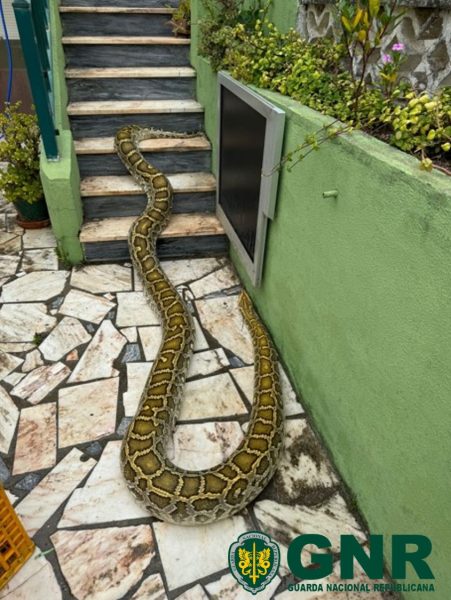 Apreensao 1 Apreensao 1