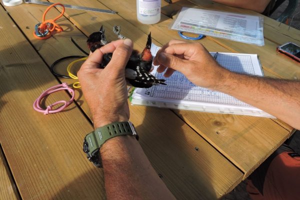 ANIMAIS anilhagem cientifica de aves