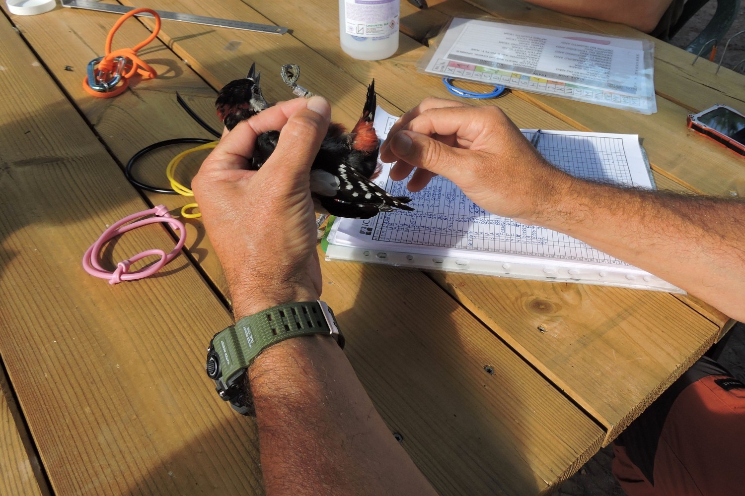 ANIMAIS_anilhagem_cientifica_de_aves